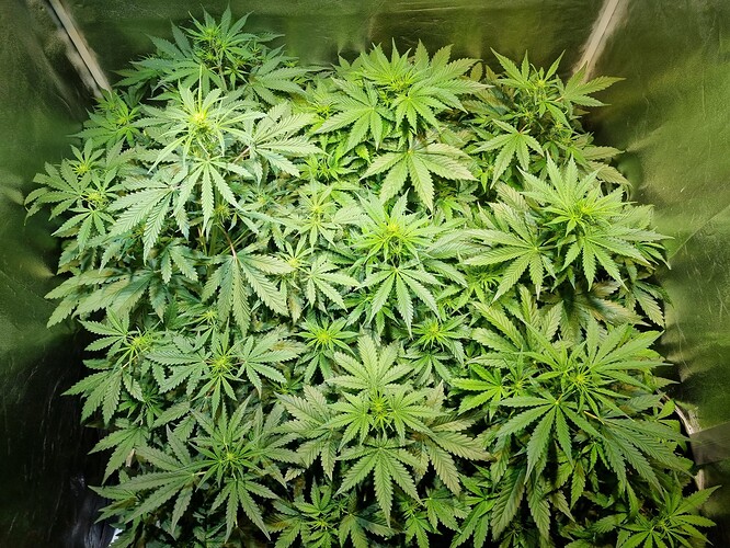 Growreport Bild 8