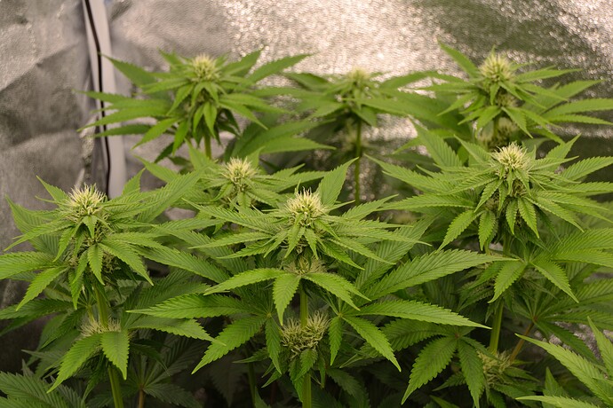 Growreport Bild 4