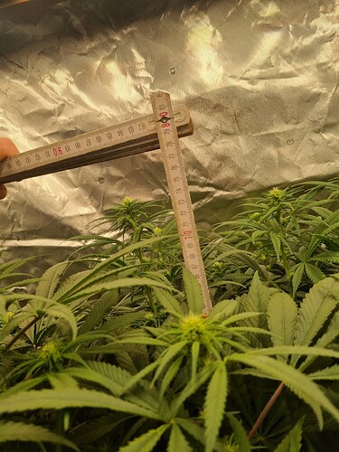 Growreport Bild 22