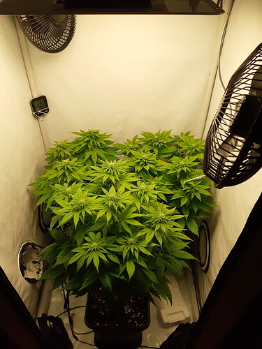 Growreport Bild 1