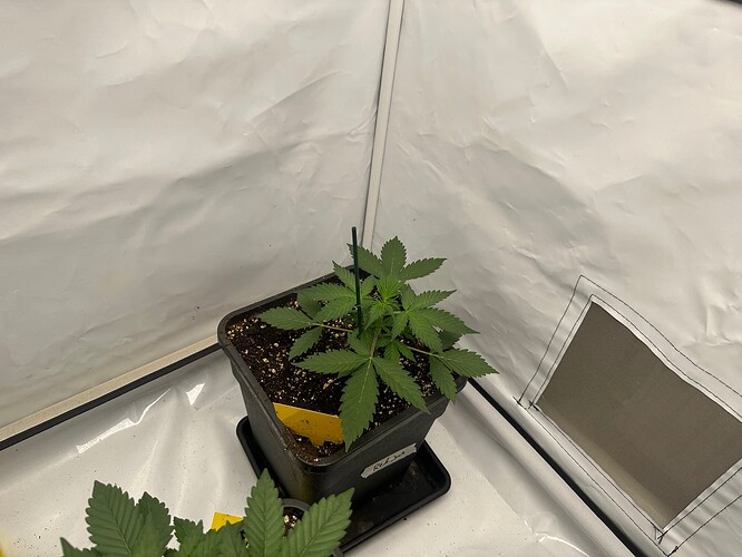 Growreport Bild 4