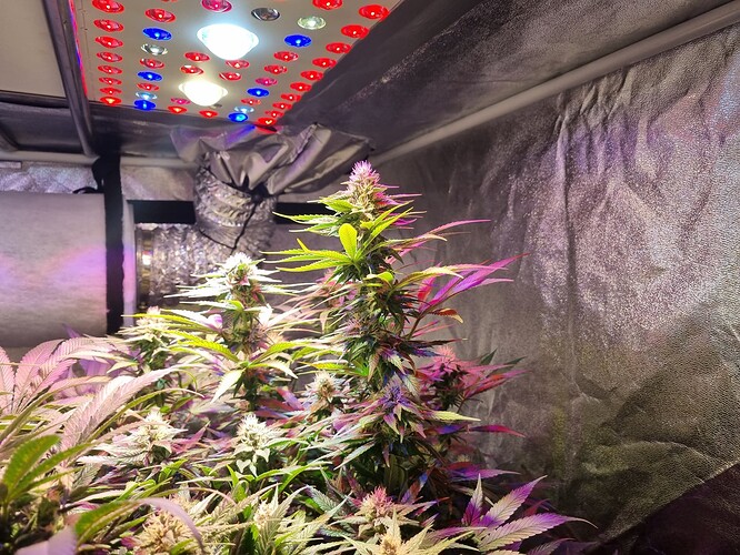 Growreport Bild 38