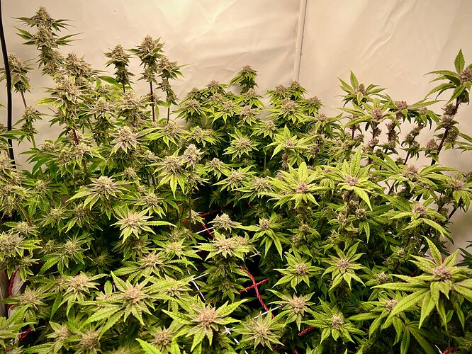 Growreport Bild 22