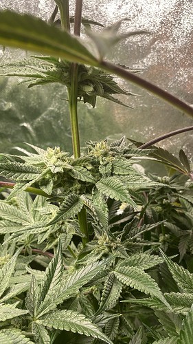 Growreport Bild 15