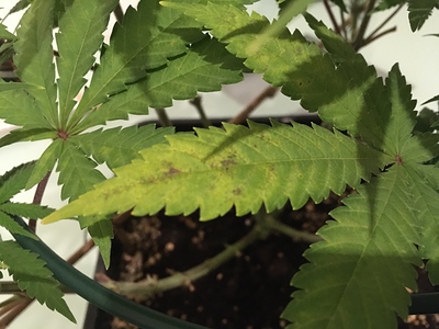 Growreport Bild 2