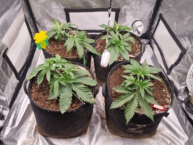 Growreport Bild 46