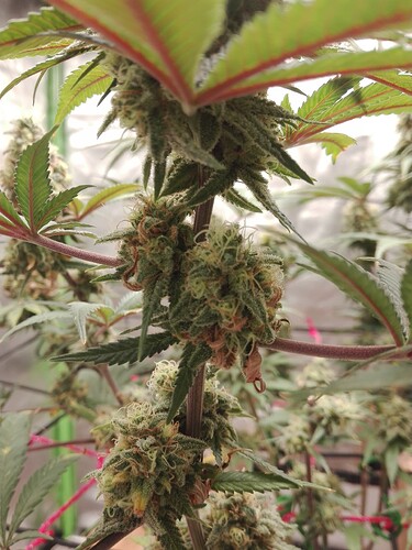 Growreport Bild 2