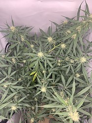 Growreport Bild 12