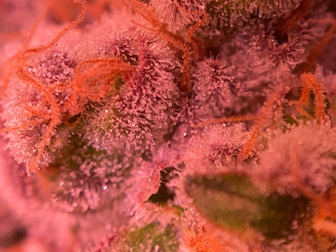 Growreport Bild 12