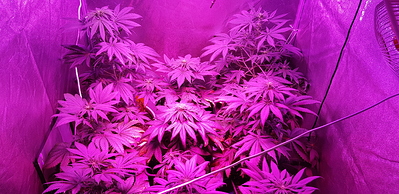 Growreport Bild 1