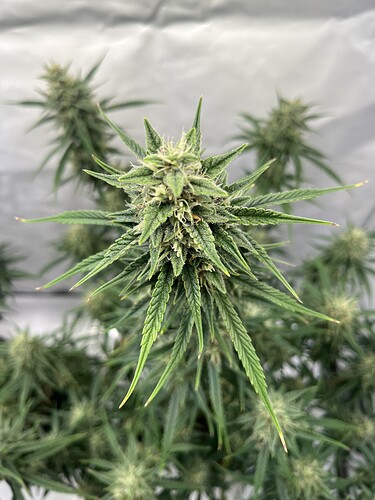 Growreport Bild 6