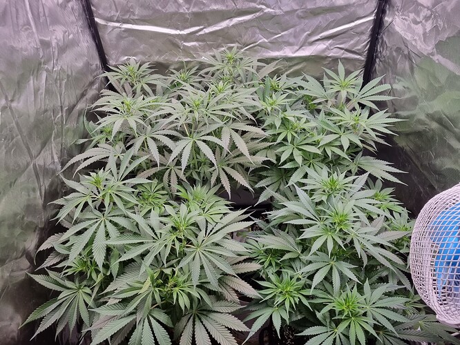 Growreport Bild 41