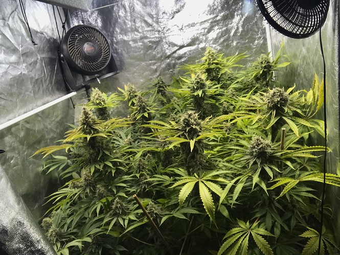 Growreport Bild 4