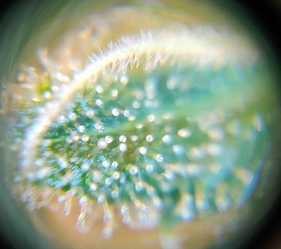 Growreport Bild 12