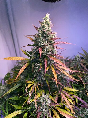 Growreport Bild 15