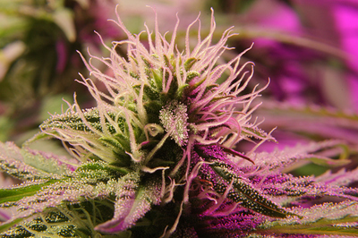Growreport Bild 3