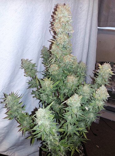 Growreport Bild 5
