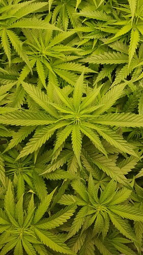 Growreport Bild 5