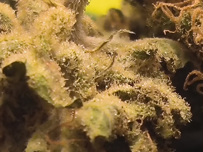 Growreport Bild 5