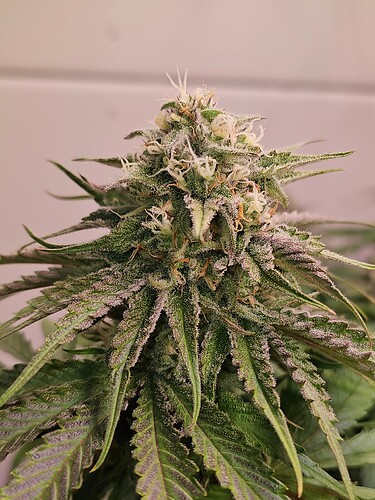Growreport Bild 1