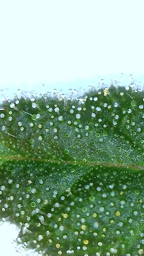 Growreport Bild 8