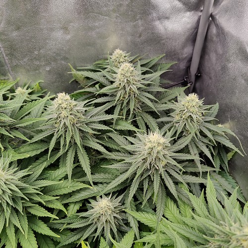 Growreport Bild 4