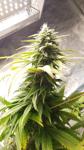 Growreport Bild 1