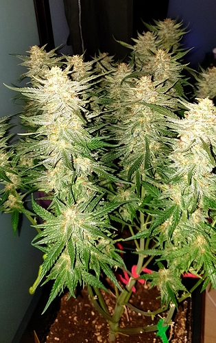 Growreport Bild 16