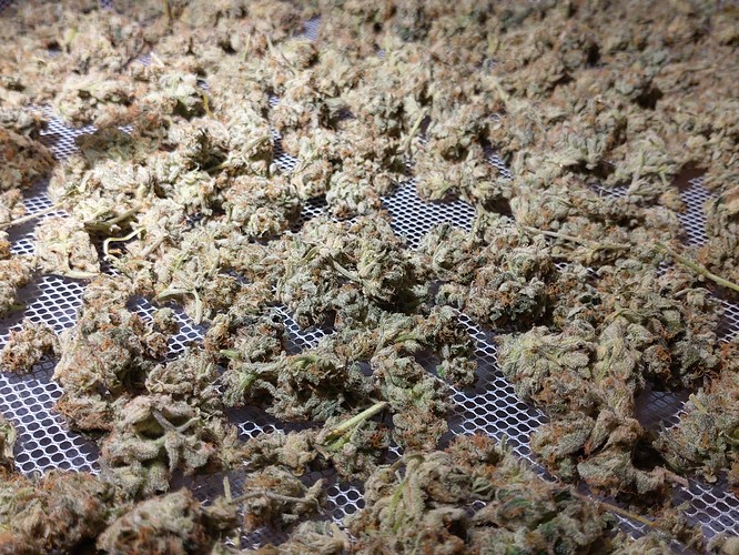 Growreport Bild 3