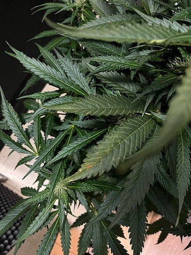 hinten rechhts mangel