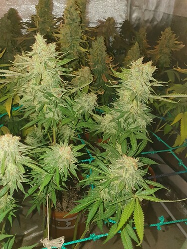 Growreport Bild 29