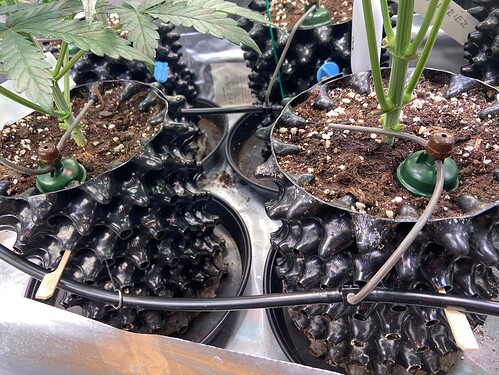Growreport Bild 2