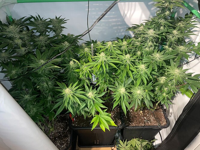 Growreport Bild 3