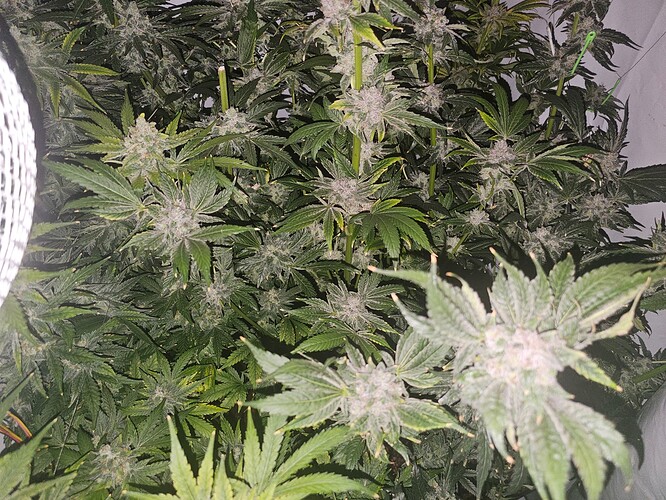 Growreport Bild 11