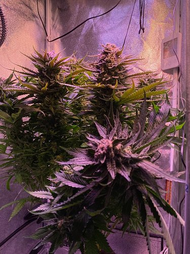 Growreport Bild 37