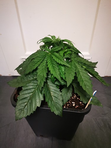 Growreport Bild 5