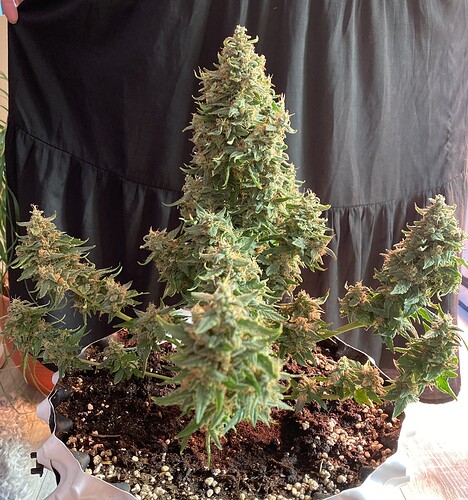 Growreport Bild 4