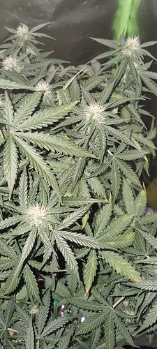 Growreport Bild 32