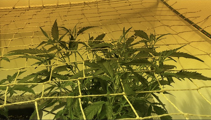 Growreport Bild 17