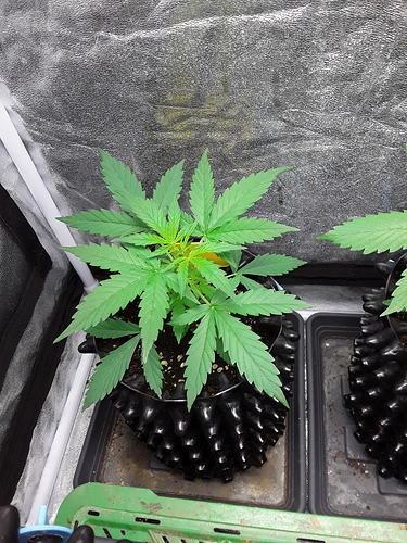 Growreport Bild 5
