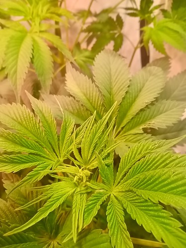 Growreport Bild 33