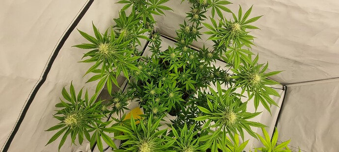 Growreport Bild 13