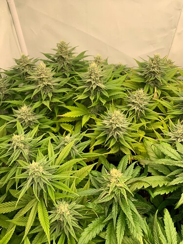 Growreport Bild 8