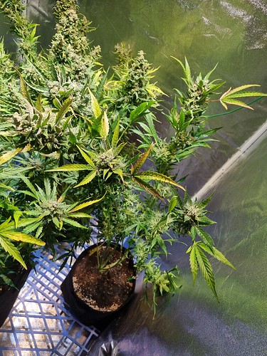 Growreport Bild 6