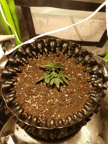 Growreport Bild 12
