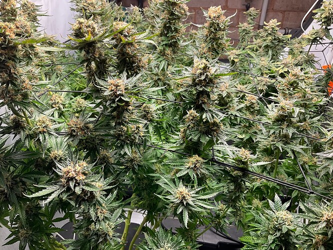 Growreport Bild 6
