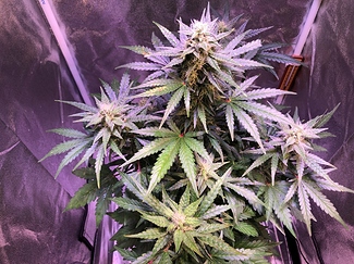 Growreport Bild 36