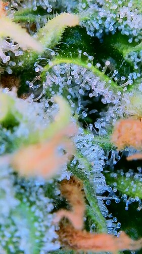 Growreport Bild 7