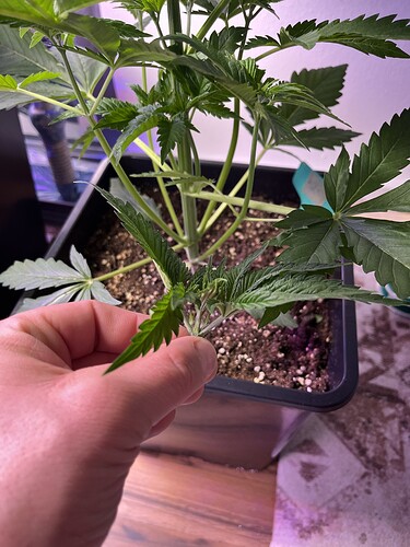 Growreport Bild 6