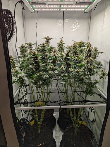 Growreport Bild 35